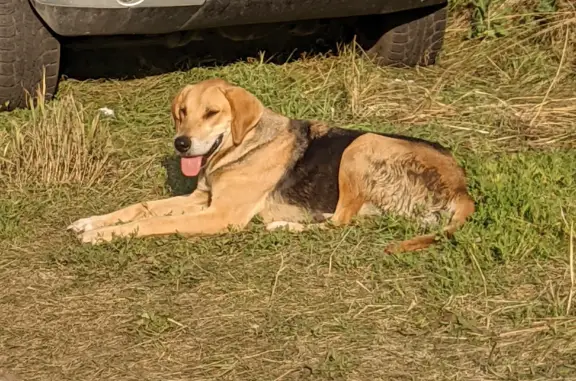 Найдена худая собака возле водоёма на ул. Заводчина