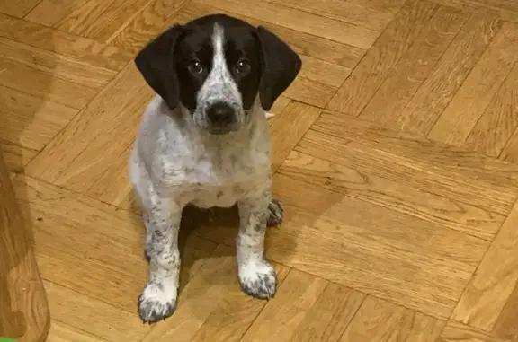 Собака найдена: щенок 3 мес, белый с пятнами, Москва