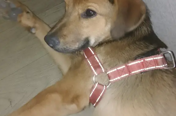 Найден милый щенок рыжего цвета, ул. Черняховского, 9А, Нижний Новгород
