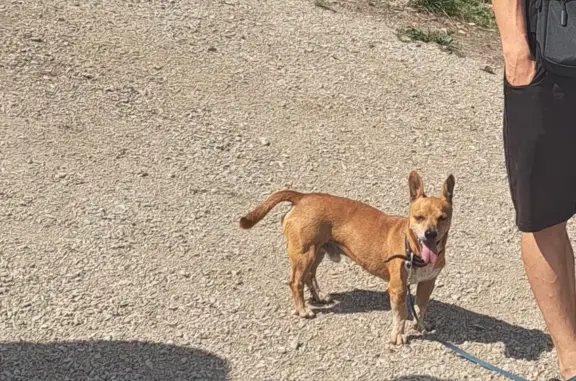 Пропала собака: рыжий пес, район Мира, ул. Худайбердина