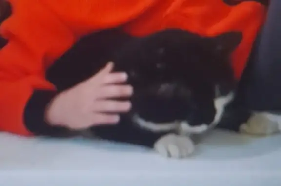 Пропала кошка Мальчик в Богашёво, Томская область