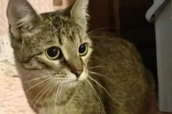 Найдена кошка в Красногвардейском районе СПб, ищем хозяев или временный дом