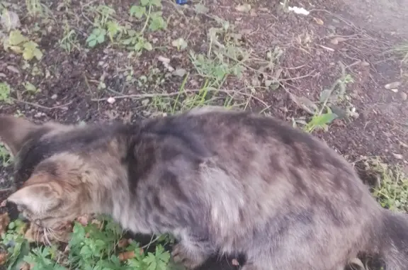 Найдена пушистая кошка на Красном проспекте, 34