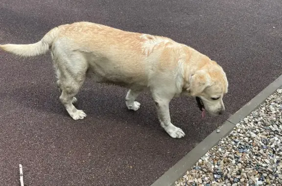 Найдена собака в парке 