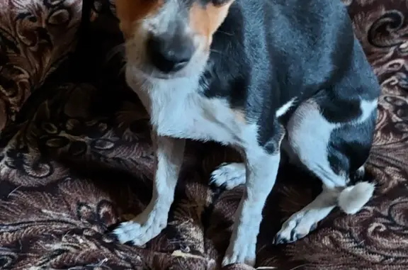 Собаки потеряшки, Звенигово, фото: Потеряшка собака в грозу в Звенигово, Марий Эл