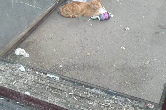 Найден рыжий кот на ул. Доватора, Ростов-на-Дону