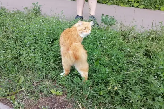 Найден рыжий кот породы 