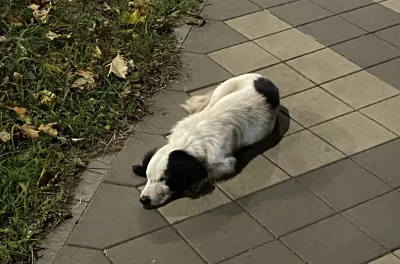 Найдена ласковая собака на ул. Красных Партизан, 171, Краснодар