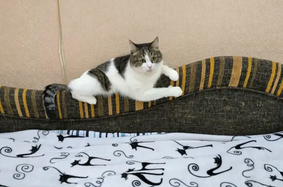 Кошки потеряшки, Киров, фото: Потеряшка кот на Калинина 34, Киров