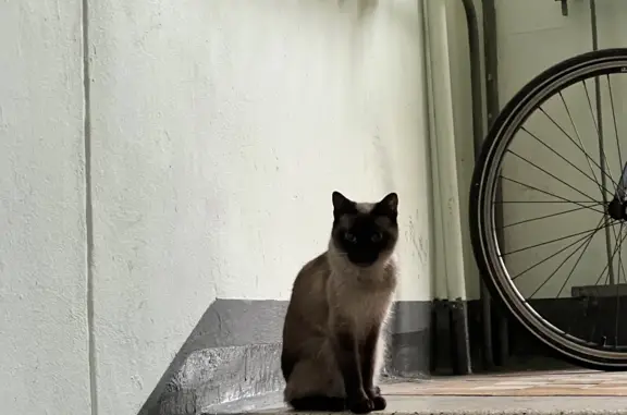 Найдена кошка в подъезде, район Богородское, Москва