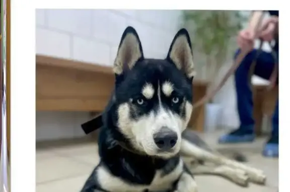 Собака хаски найдена на улице Героя Сарабеева, Краснодар
