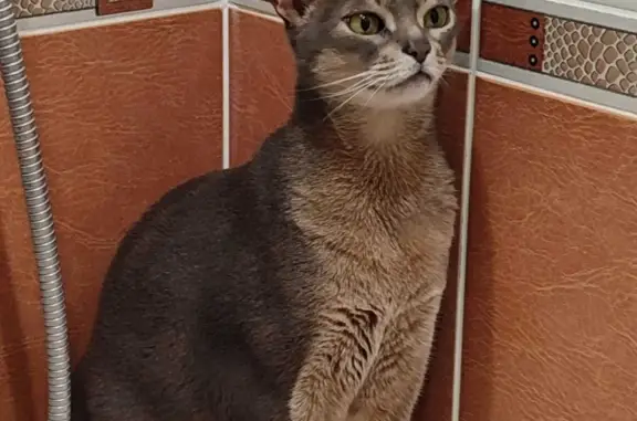 Кошки потеряшки, Москва, фото: Потеряшка кошка 