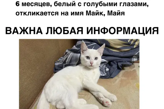 Пропала кошка Белый кот, голубые глаза. Центральная ул., Балашиха
