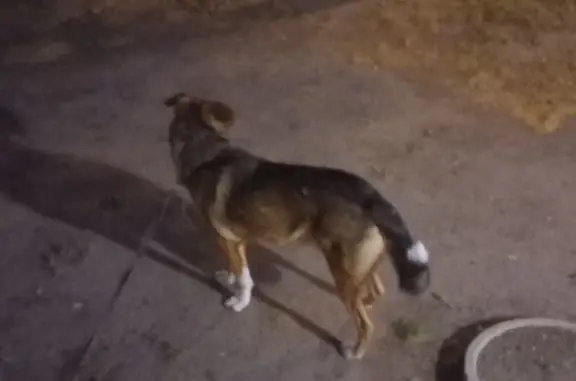 Собака найдена: Крупный кобель, Гражданский проспект, 106 к1, СПб