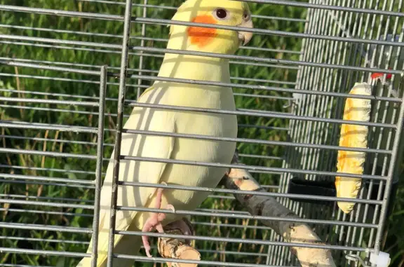 Пропала птица Корелла в жёлтом окрасе в Нискасах, Чувашия