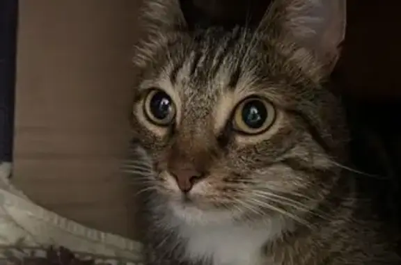 Найденные животные Москва, фото: Найдена кошка Кот, ул. Сущёвский Вал, 62, Москва