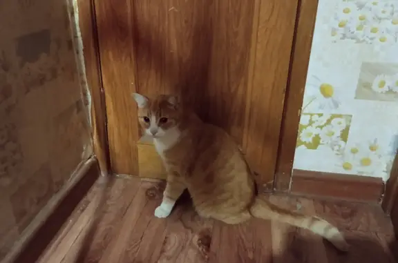 Найден кот на ул. Красной Звезды, Пушкин