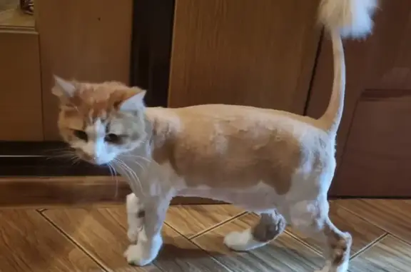 Потерянные животные Москва, фото: Пропала кошка: ул. Корнейчука, 58А, Москва