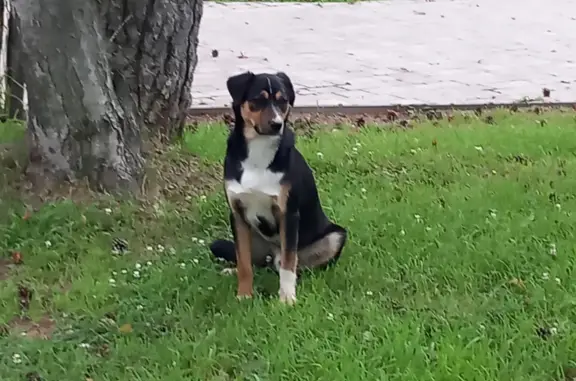 Найдена собака на аллее к фонтану в Южно-Сахалинске