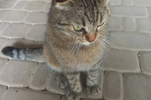 Пропала кошка Котик, серого окраса, ул. Чкалова, 62