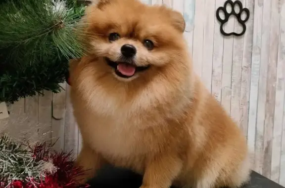 Собаки потеряшки, Санкт-Петербург, фото: Потеряшка собака Щпиц, рыжий окрас, СПб