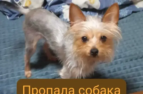 Пропала собака в Лабинске, Армавирское шоссе, 5