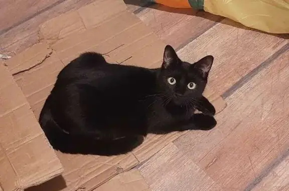 Кошки потеряшки, Москва, фото: Потеряшка кошка Лакки, Лихоборские Бугры, 6, Москва