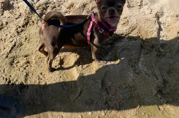 Собаки потеряшки, Нижний Новгород, фото: Потеряшка собака в Сормовском парке, ул. Энгельса, 31, Нижний Новгород