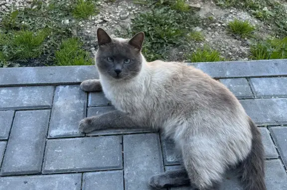 Пропала кошка на Ермоловской улице, 58А, Калуга