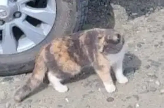 Пропала трехцветная кошка в Северобайкальске