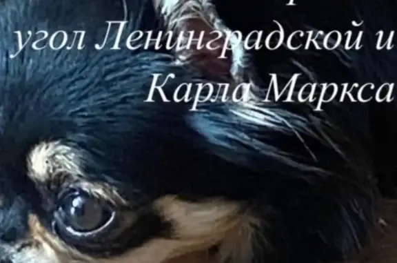 Пропала собака Чихуахуа, Ленинградская улица, 35, Тамбов