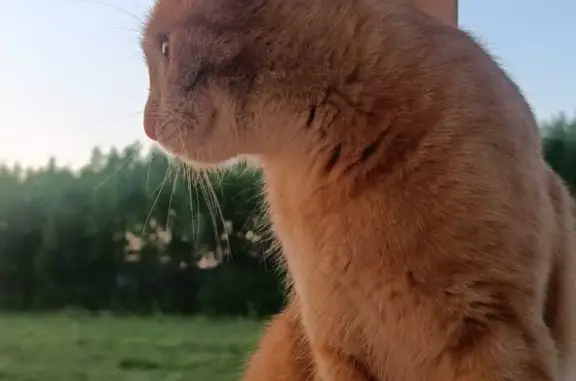 Пропала рыжая кошка в Раменском районе Московской области