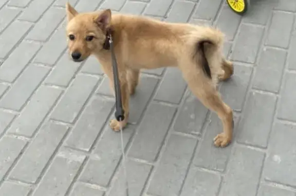Пропала собака Берта, улица Пилотов, Сургут