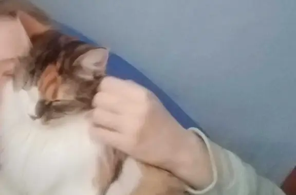 Кошки потеряшки, Аничково (щелковский Р-н), фото: Потеряшка кошка на Монинском шоссе, 1, Аничково