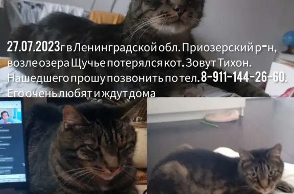 Пропала кошка Полосатый в Сосновском, Ленинградская обл.