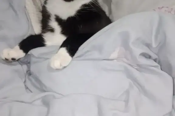 Кошки потеряшки, Кяхта, фото: Потеряшка кошка Девочка, ул. Ленина, 44А, Кяхта