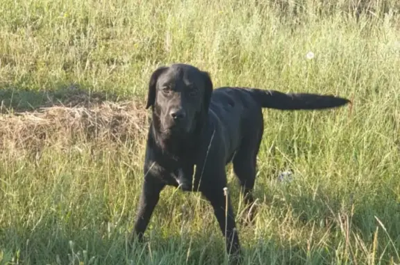 Найден щенок лабрадор в Жатайской нефтебазе