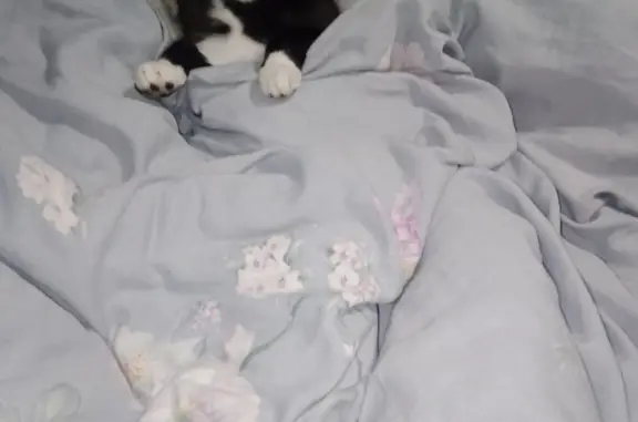 Кошки потеряшки, Кяхта, фото: Потеряшка кошка на ул. Рукавишникова, 60, Кяхта