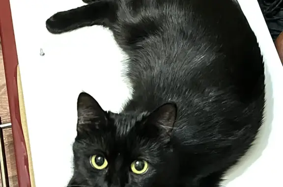 Пропала кошка: черный окрас, белое пятнышко, желтые глаза