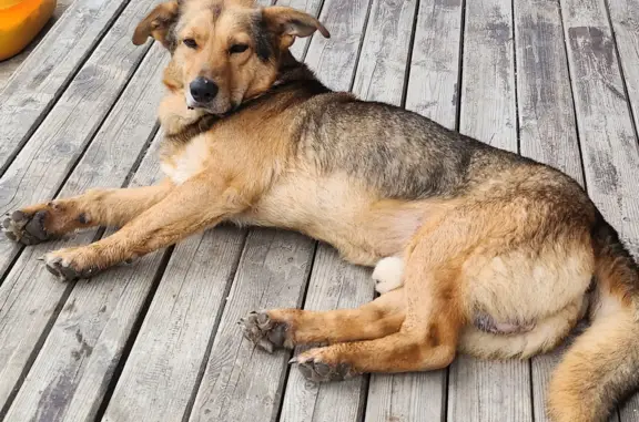 Собака найдена в районе станции Карякинская, Владимирская область