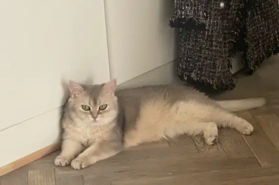 Кошки потеряшки, Москва, фото: Потеряшка кошка британской породы, Москва, Мосфильмовская улица 16