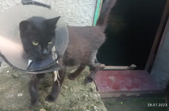 Найдена кошка: ул. Пухова, 33а, Донецк