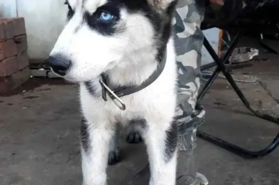 Найден щенок хаски на ул. Ленина