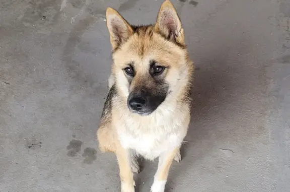 Найдена собака с зелёным ошейником около метро Нагорная