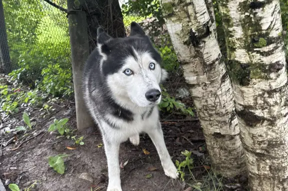 Собака Кобель найдена в поселении Десёновское