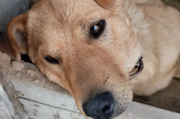 Найдена собака: рыжий песик на СНТ Бирюсинка, Иркутская область