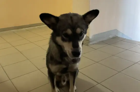 Найдена собака на ул. Салиха Батыева, 11, Казань