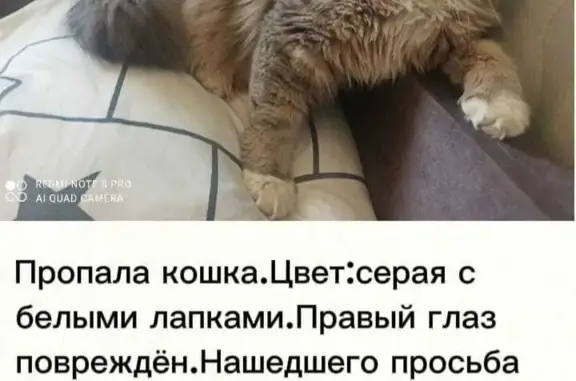 Пропала кошка, ул. Безыменского, 22А, Владимир