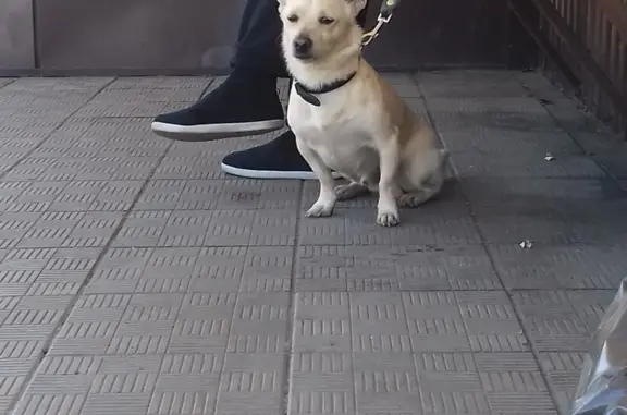 Собаки потеряшки, Новокузнецк, фото: Потеряшка собака Кабель, ул. 40 лет ВЛКСМ, 40А, Новокузнецк