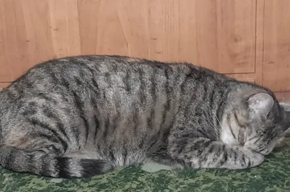 Потерянные животные Санкт-Петербург, фото: Пропала серо полосатая кошка на ул. Демьяна Бедного, 23